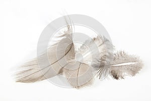 Four Fluffy Light Fine Textured Feathers on White