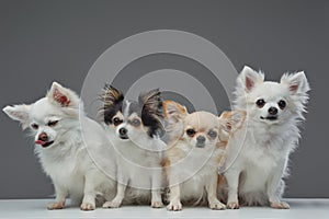 Four fluffy pomeranian chihuahua dogs posing inside studio