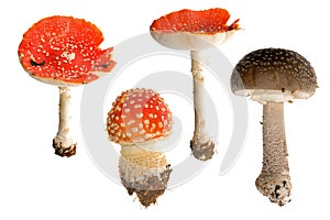 Four fly-agaric mushrooms