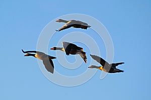 Four Flying geese