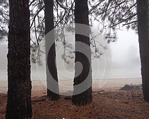 Four Foggy Mountain Pines