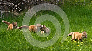 Four Fox pup siblings race to the open meadow in Jackson Hole, Wyoming