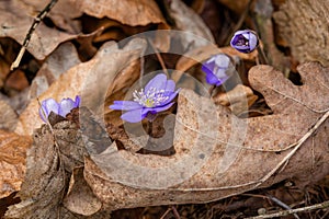 Four fresh blue flowers, the common hepatica