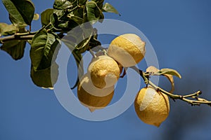 Four fresh limes on the branch background