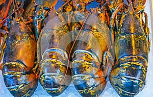 Four Fresh Lobsters