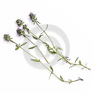 Four fresh sprigs of wild thyme isolated on white background, close-up. Spring-summer flowering fragrant plant with lilac flowers