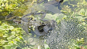 Four frogs, grayish males and a brown female busy next to their spawn in the pond