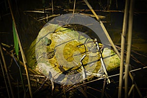 Four frogs that sit on a rock in the river.