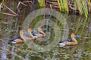 Fulvous Whistling Ducks In Wetlands photo