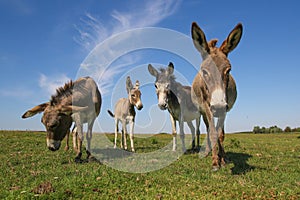 Four funny asses staring at the pasture photo