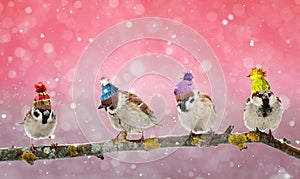 Cuatro ridículo observación de aves gorrión sobre el rama en el invierno 