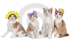 Four funny cats with carnival hats