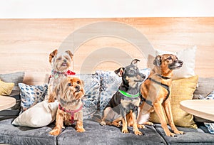 Four funny cute dogs ex abandoned homeless adopted by good people and having fun on the pillows in the pet shop enjoying new life