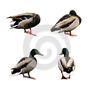 Four funny ducks