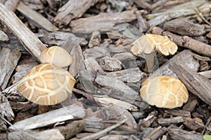 Four funny mushrooms