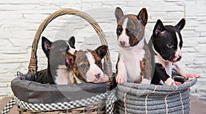 Four Funny small babies Basenji puppies dogs