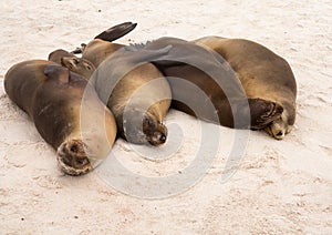 Four galapagos seals in a row on beach