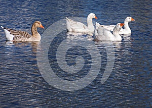 Four geese on the lake