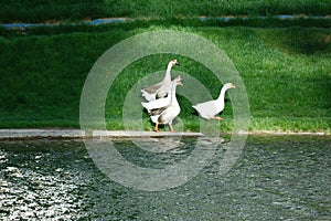 Four geese leisurely stroll along the river bank.