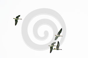 Four geese silhouetted against the sky. Migration of birds in winter