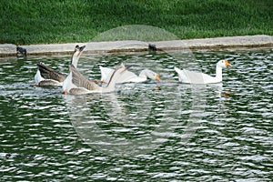 Four geese swimming leisurely in the river.