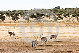 Four Gemsbuck grazing in the Kalahari