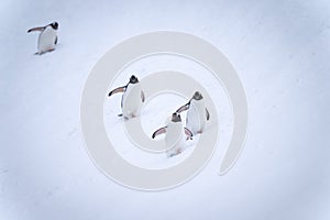 Four gentoo penguins waddle down snowy slope