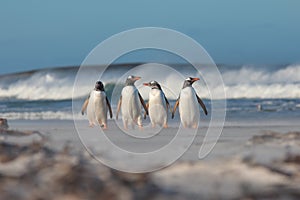 Four Gentoo penguins walking from the sea.