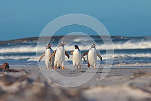 Four Gentoo penguins walking from the sea on a sunny Winter's da