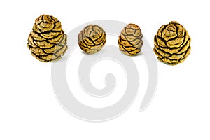 Four giant sequoia cones isolated on the white background.