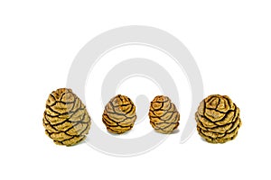 Four giant sequoia cones isolated on the white background.