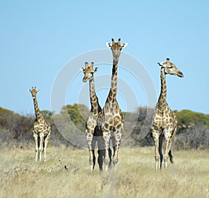 Four Giraffes