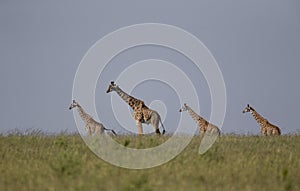 Four Giraffes at Masai Mara National Park