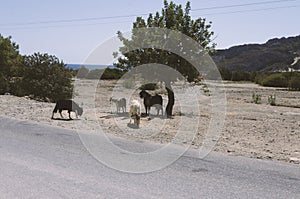 Four goats next to one tree on the side of a highway