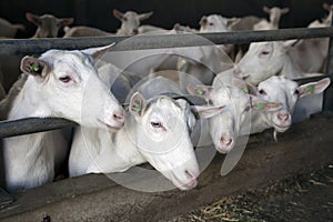 Four goats stick their heads through bars of stable