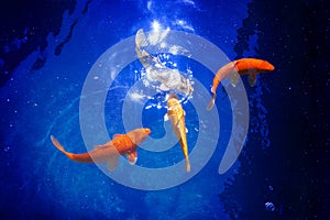 Four golden koi carp fishes closeup, dark blue sea background, yellow goldfish swims in pond, mystery night moonlight glow