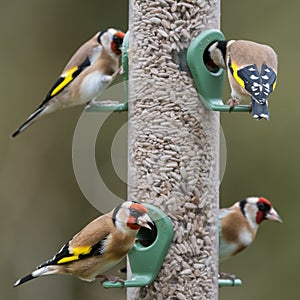 Four goldfinches seed feeder