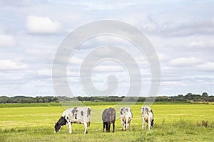 Four grazing cows in a field, cattle in a meadow in the morning light