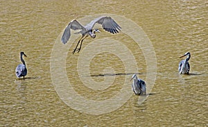 Four Great Blue Herons, one in flight.