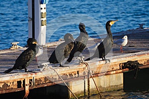 Four great cormorant birds drying their feathers at sun