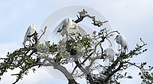 Four Great Egrets in Breeding Plumage a Treetop