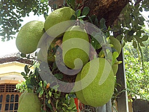 Four green big old jackfruit hanging on the tree