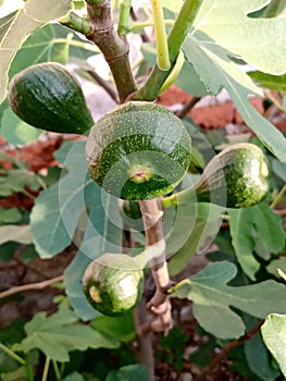 Four green figs growing on a fig tree