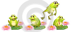 Four green frogs on water lily