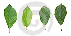 four green leaves of Apple tree isolate white background natural