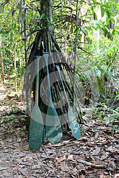 Four green, wood oars leaning against a Walking Palm Tree in the jungle in the Amazon Rainforest