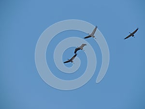 Four Grey Herons in Flight