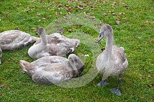 Four grey swans