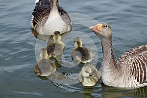 Greylag goose goslings on water