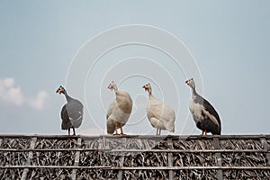 Four Guinea fowls chilling on the rooftop